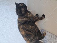 BRİTİSH SHORTHAİR KEDİCİK BALLI HANIM