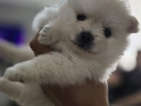 Tea cup pomeranian son yavru