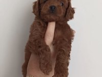 Orjinal kendi köpeğimin yavruları