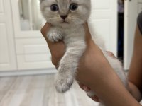 Scottish fold yavru kedimiz