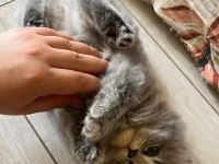 Bu minnak arkadaşınız olabilir british shorthair