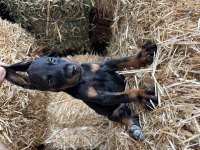 A şecereli babadan doberman bebekler