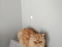 Yetişkin dişi scottish fold ve iran kedi