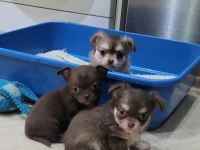 ELMA KAFA KÜT BURUN TEACUP CHİHUAHUA BEBEKLER
