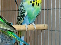 Show jumbo muhabbet kuşlar