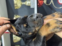Harika European Doberman Yavruları