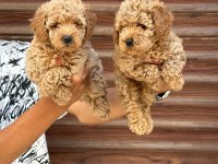 Tea cup sağlıklı poodle