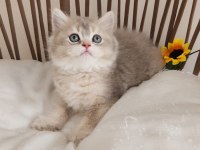 ÇOK ÖZEL SAFKAN BRITISH BLUE GOLDEN-GOLDEN YAVRULAR HAZIR