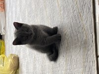 Uyguna ev ortamında büyüme yavru kediler