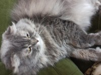 Scottish fold kedisi