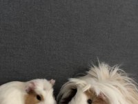 Ginepig Limon ve Turşu için sevgi dolu bir yuva arıyoruz