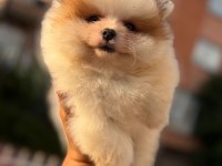 Orijinal Ayı Surat Pomeranian Yavruları