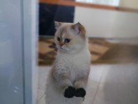Kedimiz yeni yuvasını arıyor