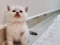 MÜKEMMEL BRİTİSH BLUE POİNT