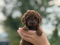 a kalite sağlık garantili poodle yavrularımız