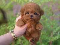 KOREAN TOY POODLE YAVRULARIM