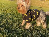 Eğitimli asla büyümeyecek en küçük köpeğimiz