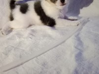 Erkek yavru şivava