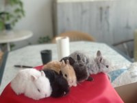 Cüce ve Lop Irkı Tavşan