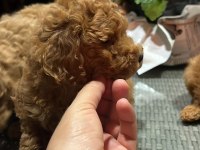Toy poodle kg garantili