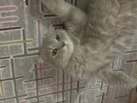 British shorthair kedimiz