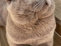 ERKEK SCOTTİSH KEDİME EŞ ARIYORUM