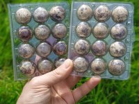 KULUÇKALIK ÇİN BILDIRCIN YUMURTASI