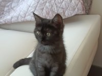 British shorthair dişi