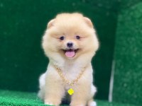 Blacks Petshop Garantisiyle Pomeranian Boo Yavrularımız
