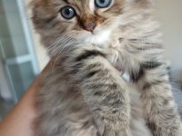 British longhair kedimiz