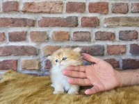 British longhair