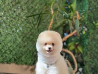 Pomeranian boo köpeği