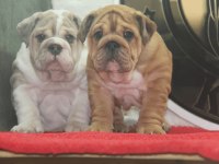 ÜST DÜZEY İNGİLİZ BULLDOG YAVRULAR