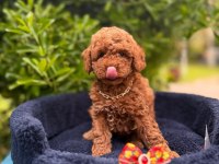Red Brown Oyuncu Toy Poodle Yavrular