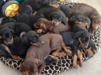 Vatan Savunur Gibi Sahibini Savunan Cinsten Doberman
