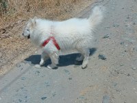 3 yaşında erkek samoyed