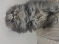 45 günlük british longhair yavrular