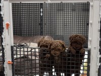 Efsane erkek dişi toy poodle yavrular