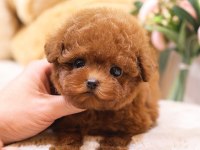 SAGLIK VE IRK GARANTILI TOY POODLE YAVRULARIM