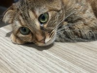 Ücretsiz sahiplendirme 2 yaşında scottish fold