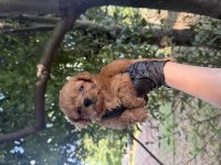 Maltipoo Bebekler 