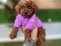 SAFKAN ORJİNAL KORE KURABİYE POODLE