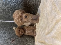 Çok güzel Maltipoo bebekler