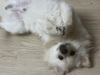 Pomeranian bebisim yeni yuvasını arıyor