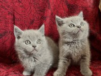 Yeni yuvalarına gitmeye hazır british shorthair bebekler