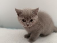 British Shorthair Erkek 2 Aylık