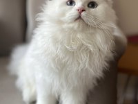 Scottish Fold Longhair Erkek