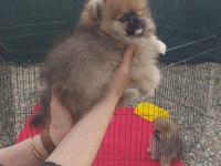Bayram özel kampanya bayram şekerleri pomeranian boo