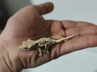 Üst Kalite Crested Geckolar