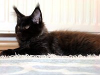 Safkan şecereli dev cüsseli Maine Coon erkek